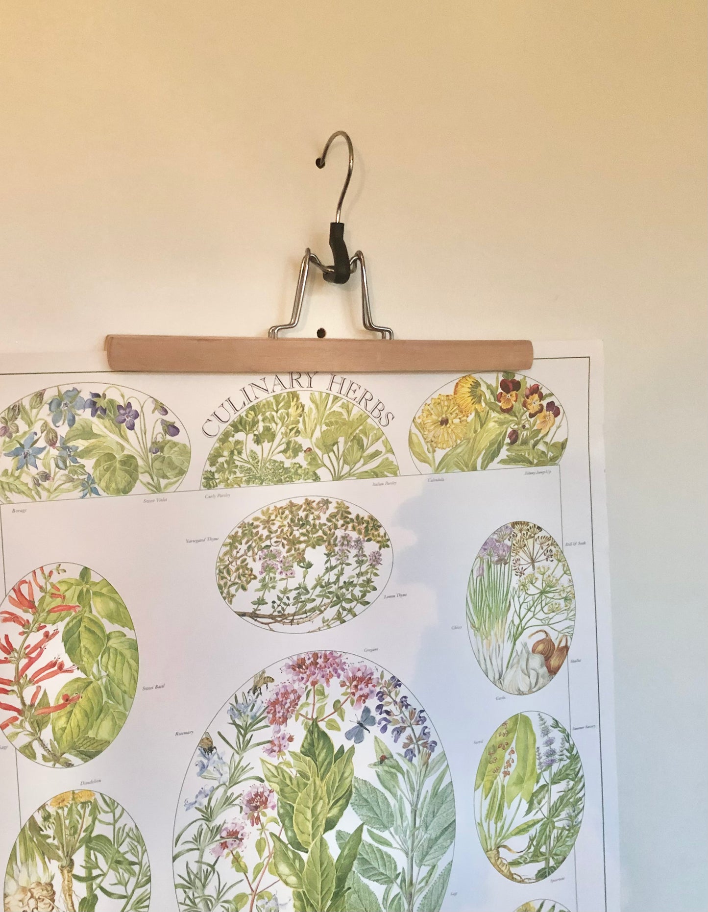 vintage botanical print - ‘culinary herbs’