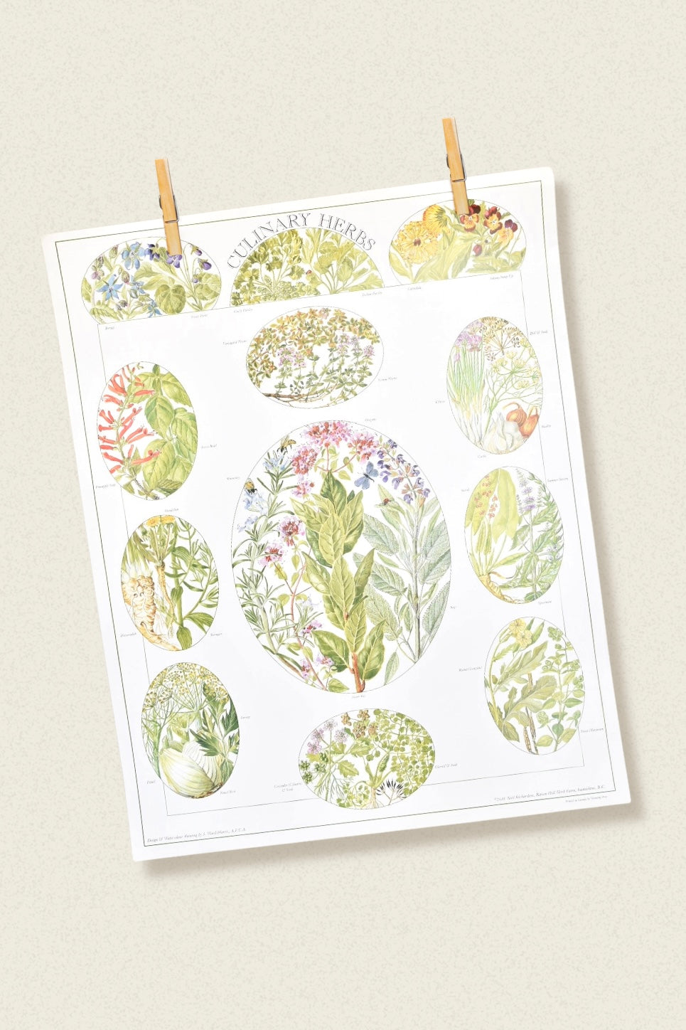 vintage botanical print - ‘culinary herbs’