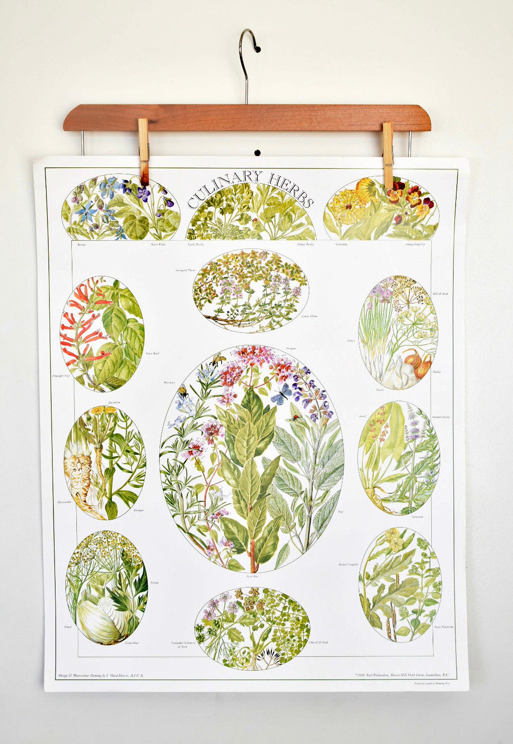 vintage botanical print - ‘culinary herbs’