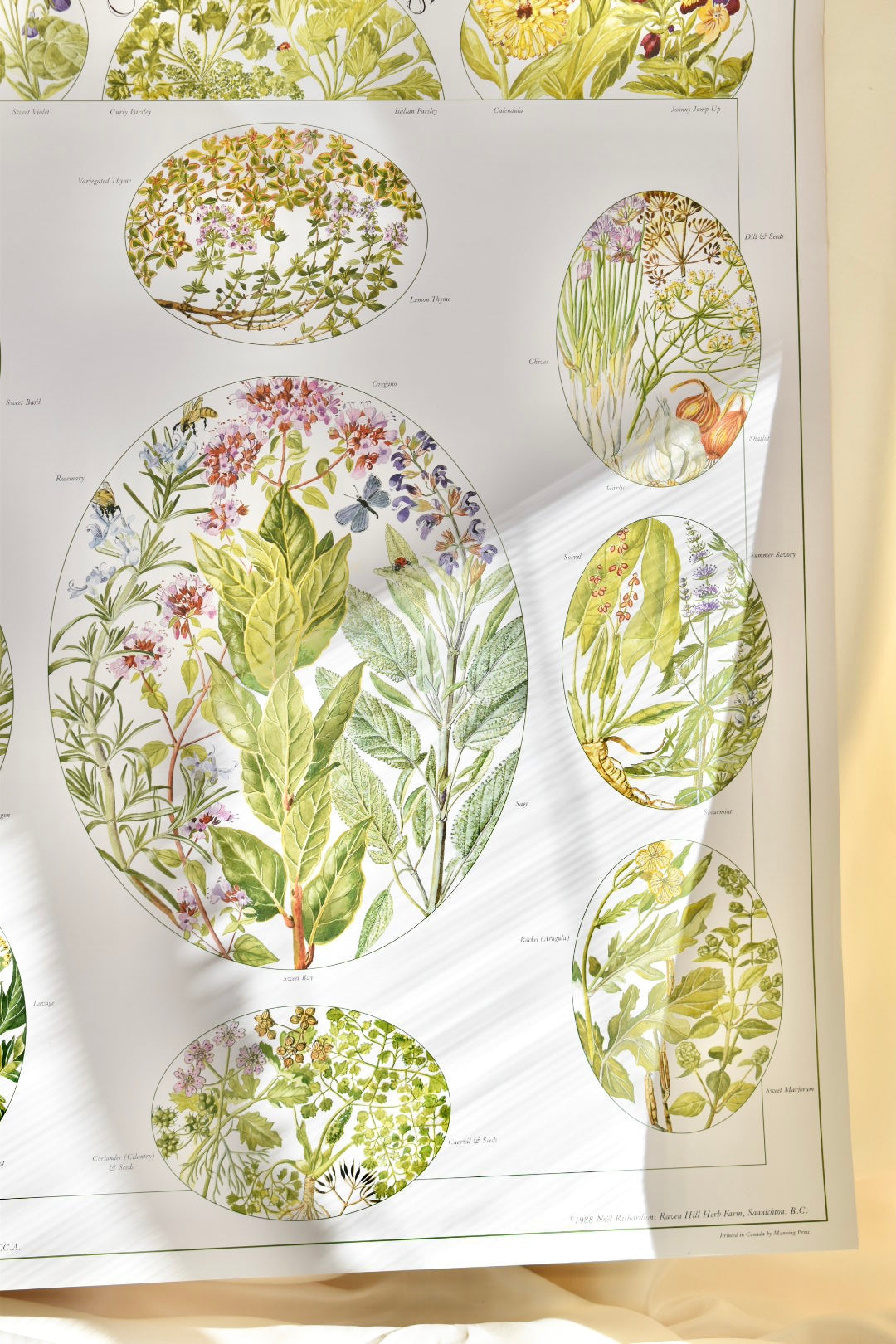 vintage botanical print - ‘culinary herbs’