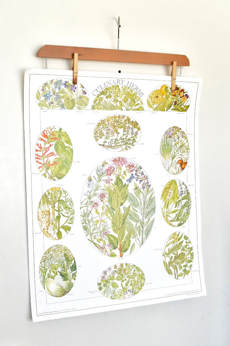 vintage botanical print - ‘culinary herbs’