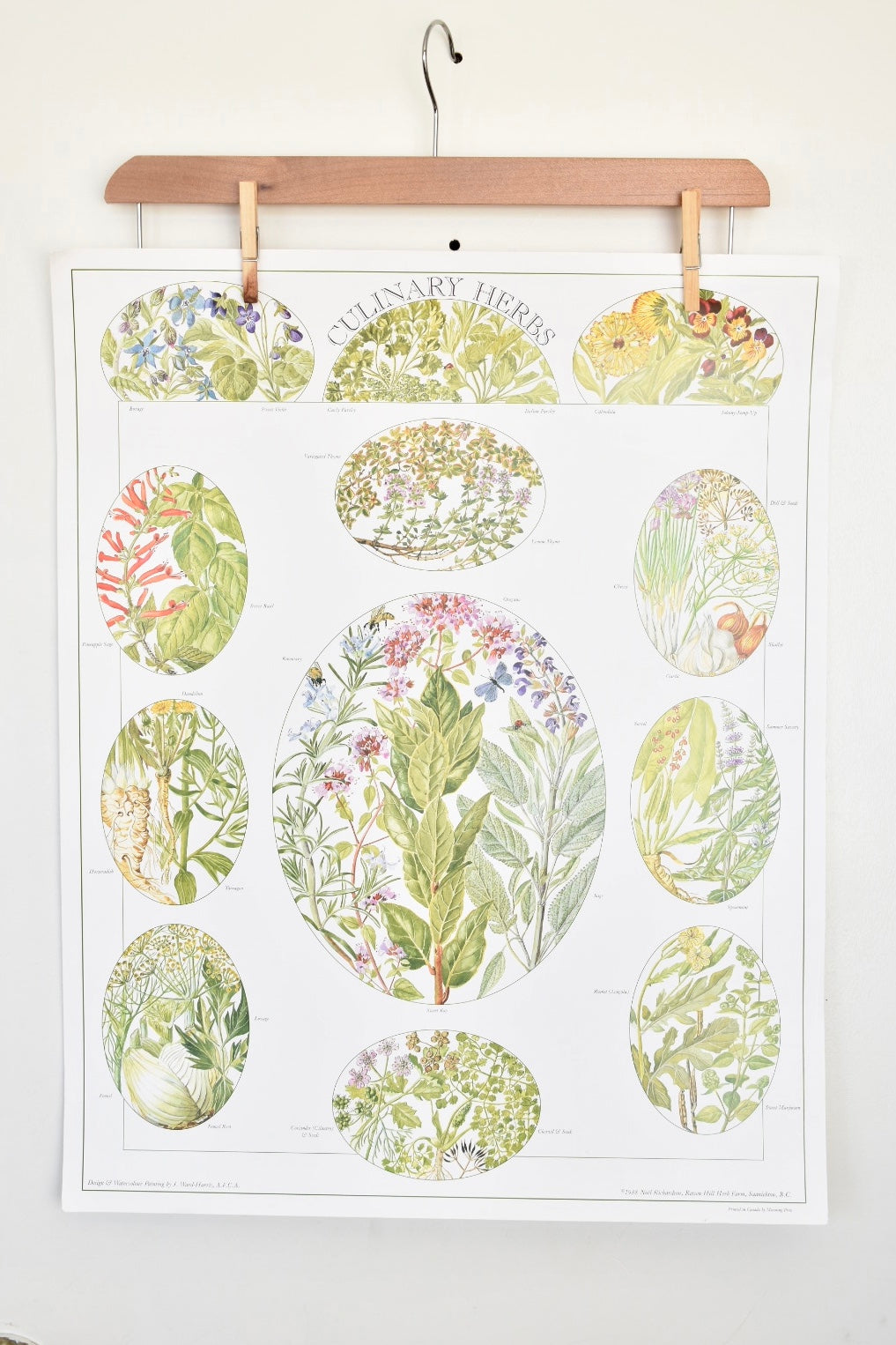 vintage botanical print - ‘culinary herbs’