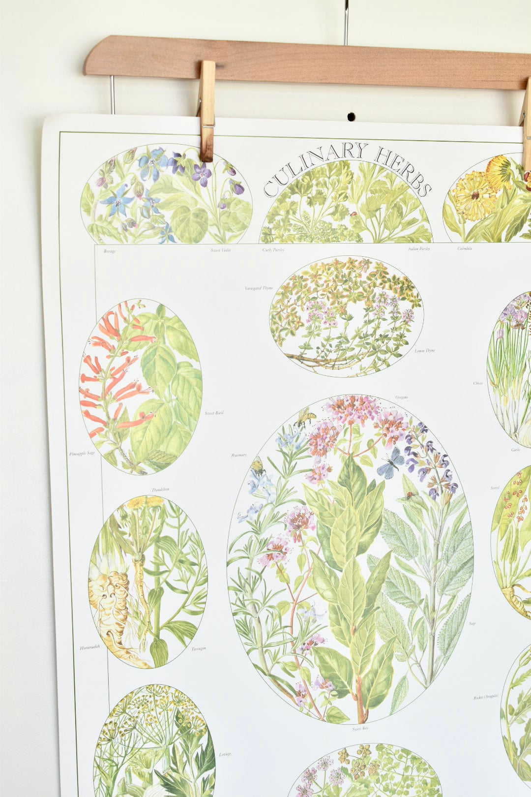 vintage botanical print - ‘culinary herbs’
