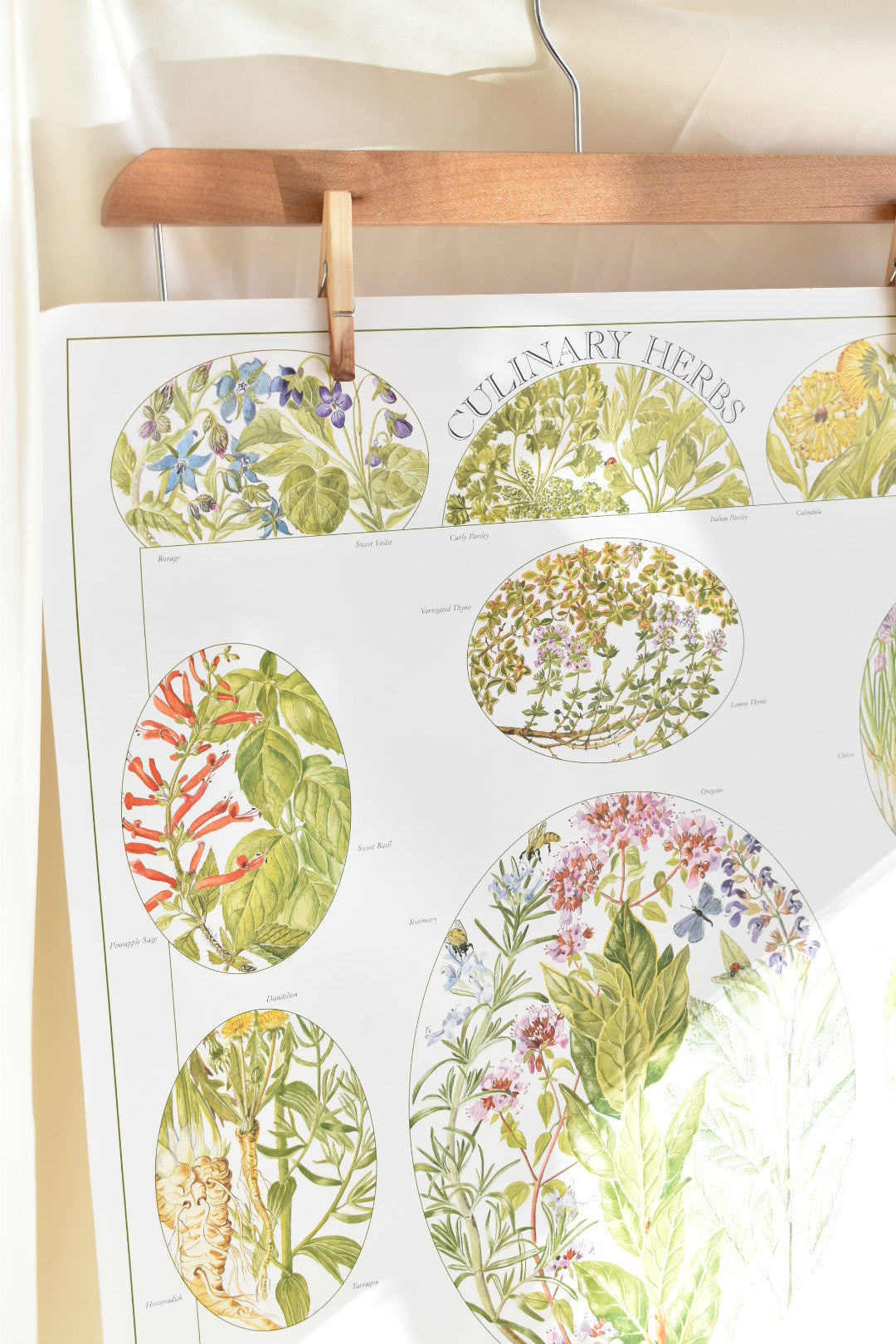vintage botanical print - ‘culinary herbs’